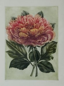 Peonia